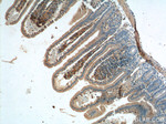 PRAP1 Antibody in Immunohistochemistry (Paraffin) (IHC (P))