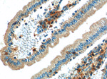 PRAP1 Antibody in Immunohistochemistry (Paraffin) (IHC (P))