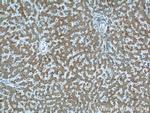 PRAP1 Antibody in Immunohistochemistry (Paraffin) (IHC (P))