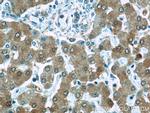 PRAP1 Antibody in Immunohistochemistry (Paraffin) (IHC (P))