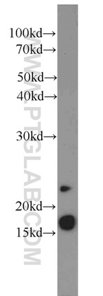 PRAP1 Antibody in Western Blot (WB)