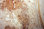 COMMD1 Antibody in Immunohistochemistry (Paraffin) (IHC (P))