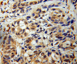 COMMD1 Antibody in Immunohistochemistry (Paraffin) (IHC (P))