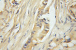 COMMD1 Antibody in Immunohistochemistry (Paraffin) (IHC (P))