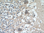 SCHIP1 Antibody in Immunohistochemistry (Paraffin) (IHC (P))