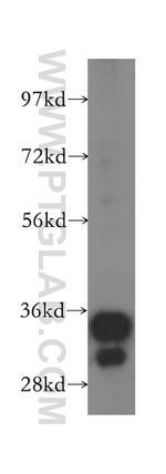 GAS2 Antibody in Western Blot (WB)