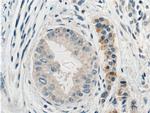 PSMA4 Antibody in Immunohistochemistry (Paraffin) (IHC (P))