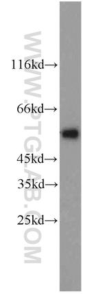 STEAP4 Antibody in Western Blot (WB)