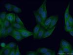 DYNLT1 Antibody in Immunocytochemistry (ICC/IF)