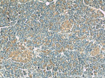 DYNLT1 Antibody in Immunohistochemistry (Paraffin) (IHC (P))