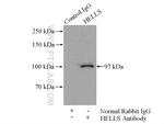 HELLS Antibody in Immunoprecipitation (IP)