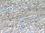 BRIT1 Antibody in Immunohistochemistry (Paraffin) (IHC (P))