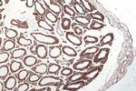 PPP1R2P9 Antibody in Immunohistochemistry (Paraffin) (IHC (P))