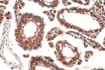 PPP1R2P9 Antibody in Immunohistochemistry (Paraffin) (IHC (P))