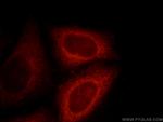 DNAJC2/MPP11 Antibody in Immunocytochemistry (ICC/IF)