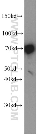 DNAJC2/MPP11 Antibody in Western Blot (WB)