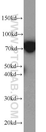 DNAJC2/MPP11 Antibody in Western Blot (WB)