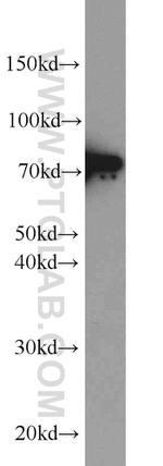 DNAJC2/MPP11 Antibody in Western Blot (WB)