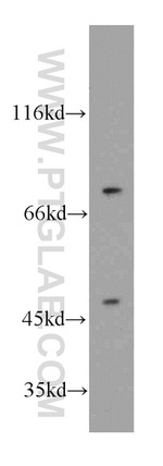 DNAJC2/MPP11 Antibody in Western Blot (WB)