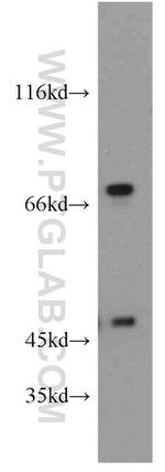 DNAJC2/MPP11 Antibody in Western Blot (WB)