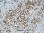 EXOSC8 Antibody in Immunohistochemistry (Paraffin) (IHC (P))