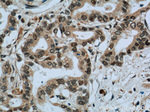 EXOSC8 Antibody in Immunohistochemistry (Paraffin) (IHC (P))