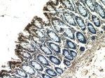 EXOSC8 Antibody in Immunohistochemistry (Paraffin) (IHC (P))