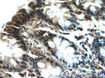 EXOSC8 Antibody in Immunohistochemistry (Paraffin) (IHC (P))