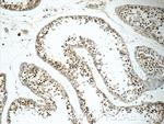 EXOSC8 Antibody in Immunohistochemistry (Paraffin) (IHC (P))