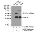 EXOSC8 Antibody in Immunoprecipitation (IP)