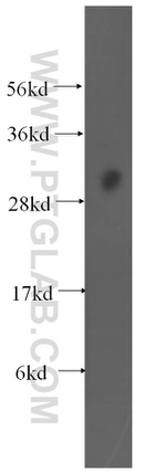 EXOSC8 Antibody in Western Blot (WB)