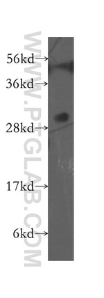 EXOSC8 Antibody in Western Blot (WB)