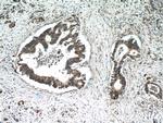 TMED2 Antibody in Immunohistochemistry (Paraffin) (IHC (P))