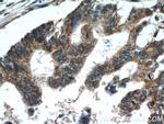 TMED2 Antibody in Immunohistochemistry (Paraffin) (IHC (P))