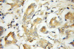 TMED2 Antibody in Immunohistochemistry (Paraffin) (IHC (P))