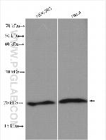 TMED2 Antibody in Western Blot (WB)