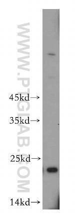 TMED2 Antibody in Western Blot (WB)