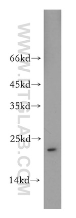 TMED2 Antibody in Western Blot (WB)