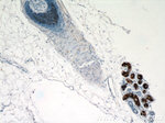 DCD Antibody in Immunohistochemistry (Paraffin) (IHC (P))