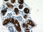 DCD Antibody in Immunohistochemistry (Paraffin) (IHC (P))