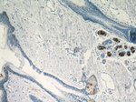 DCD Antibody in Immunohistochemistry (Paraffin) (IHC (P))