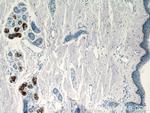 DCD Antibody in Immunohistochemistry (Paraffin) (IHC (P))