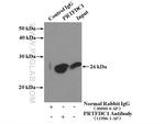 PRTFDC1 Antibody in Immunoprecipitation (IP)