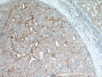 CD147 Antibody in Immunohistochemistry (Paraffin) (IHC (P))