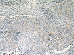 CD147 Antibody in Immunohistochemistry (Paraffin) (IHC (P))