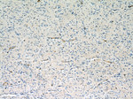 CD147 Antibody in Immunohistochemistry (Paraffin) (IHC (P))