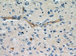 CD147 Antibody in Immunohistochemistry (Paraffin) (IHC (P))