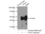 CD147 Antibody in Immunoprecipitation (IP)