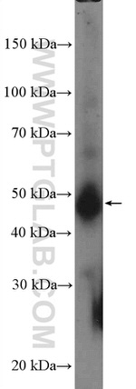 CD147 Antibody in Western Blot (WB)