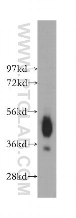 CD147 Antibody in Western Blot (WB)